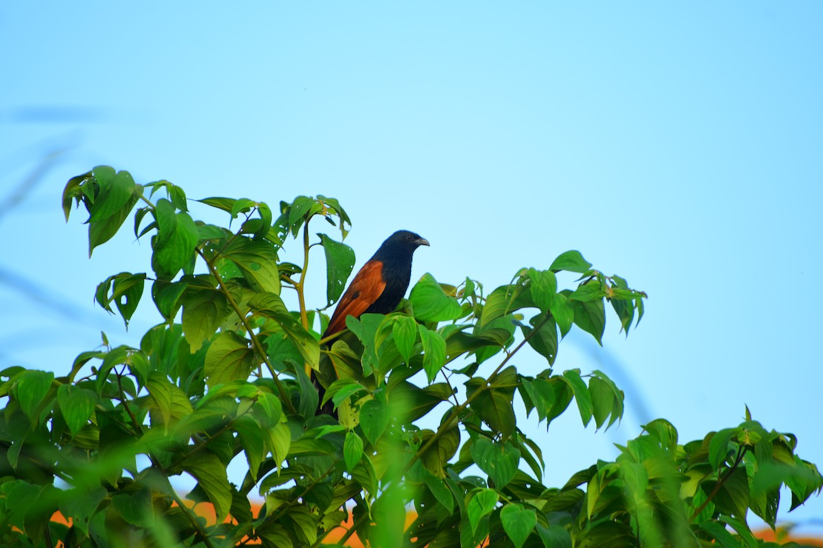 Lesser Coucal - ML637087653