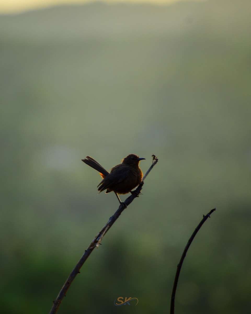 Indian Robin - ML637087660