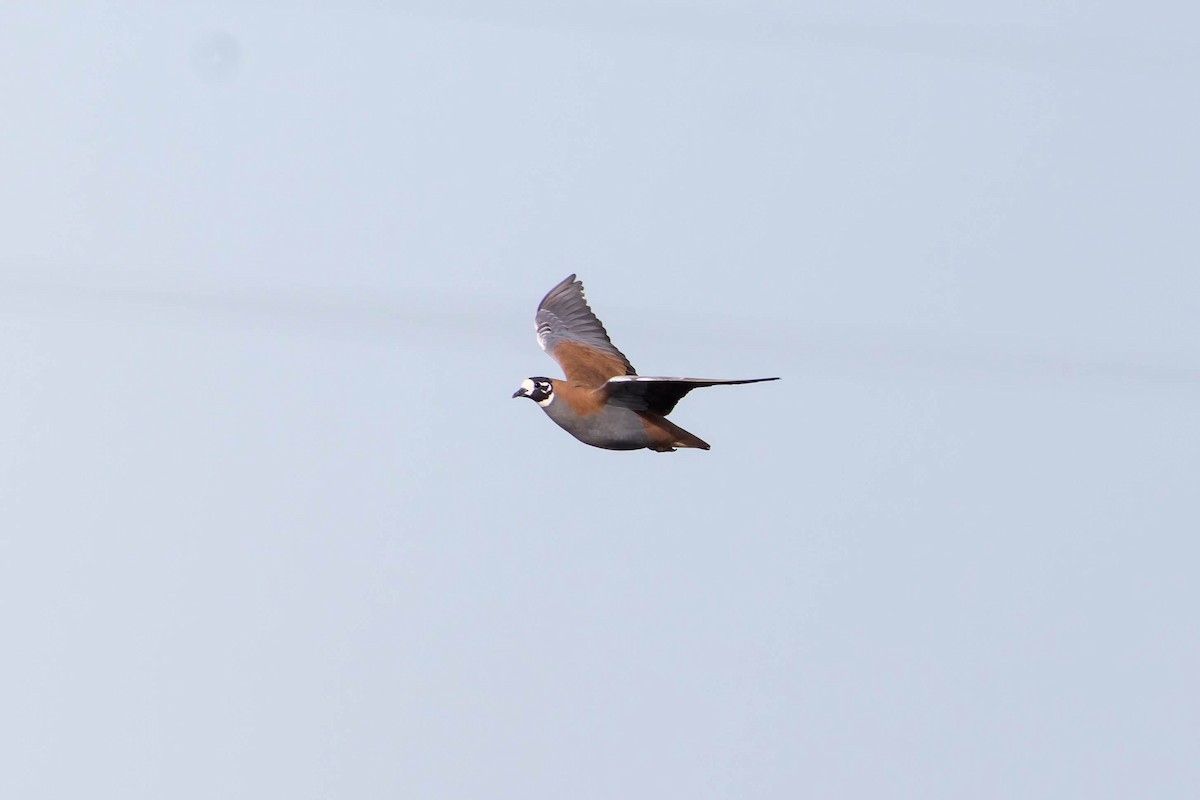 Flock Bronzewing - ML637087675
