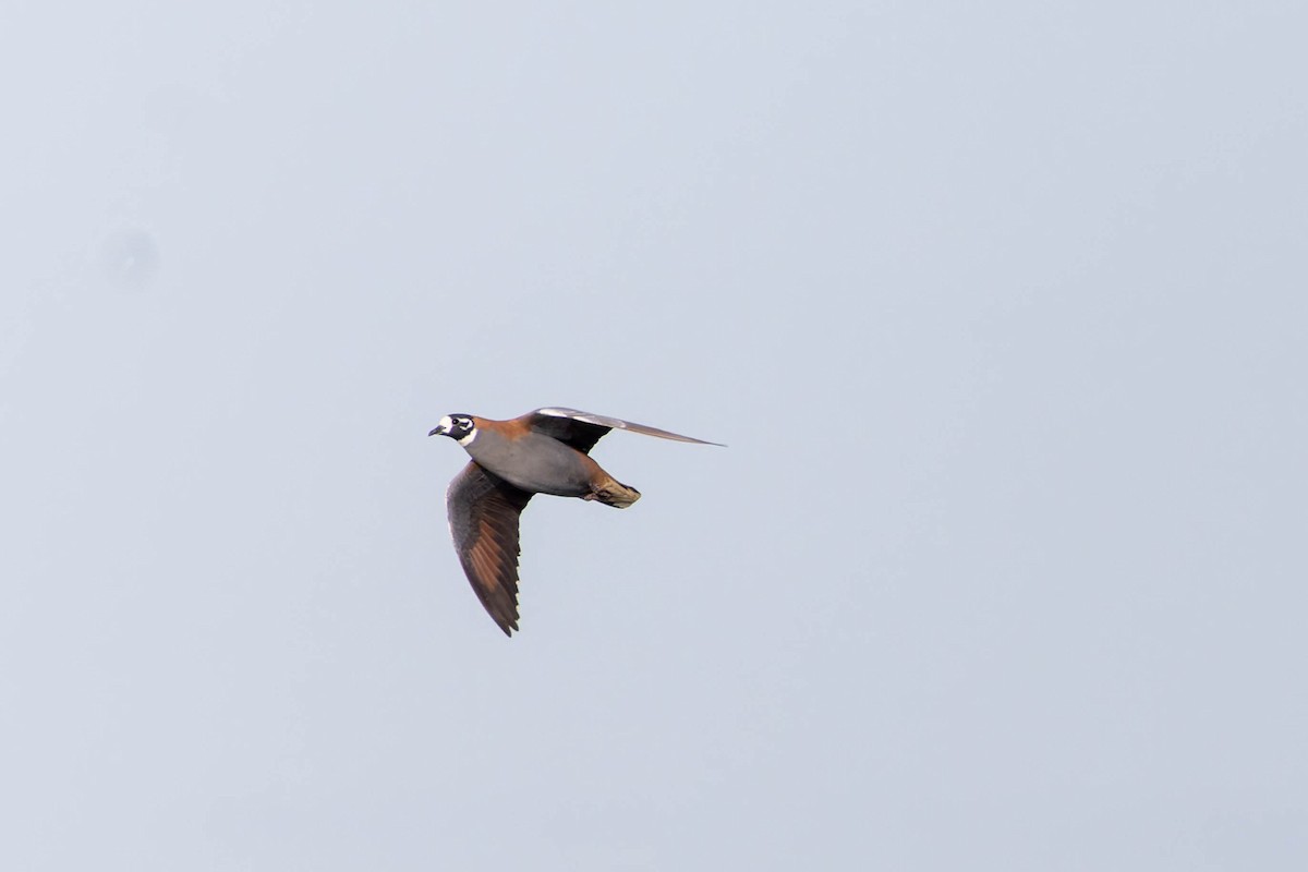 Flock Bronzewing - ML637087676