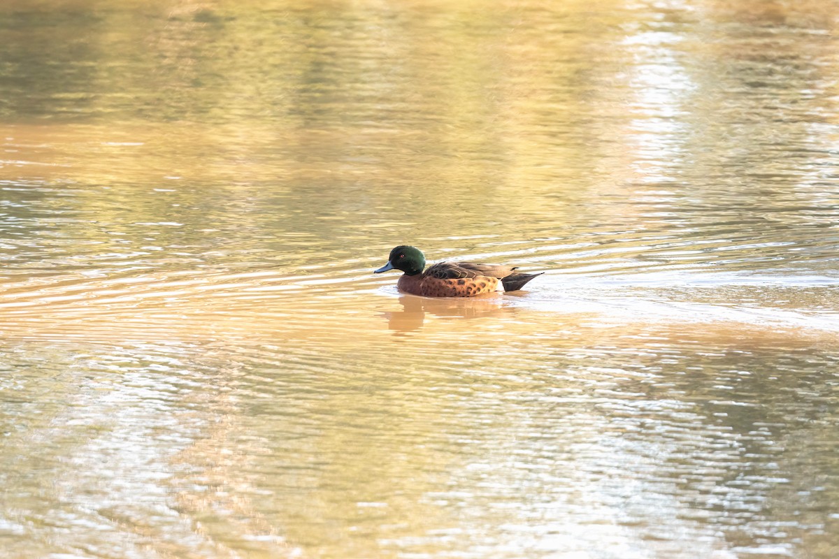 Chestnut Teal - ML637087679