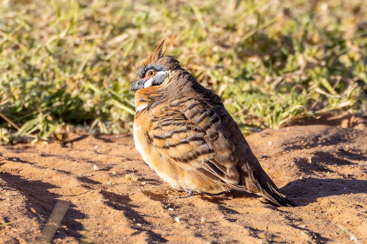 Spinifex Pigeon - ML637087712