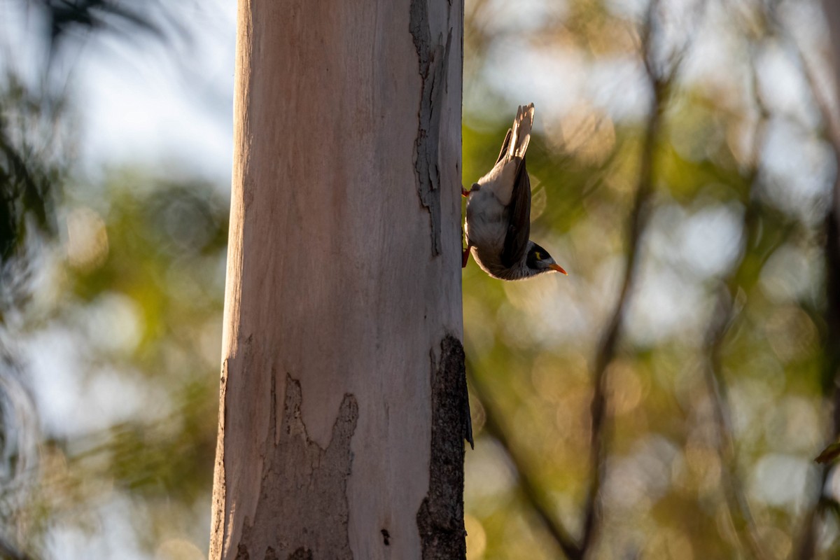 Noisy Miner - ML637087763