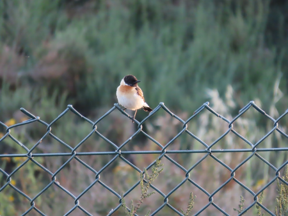 Siberian Stonechat (Caspian) - ML637087845