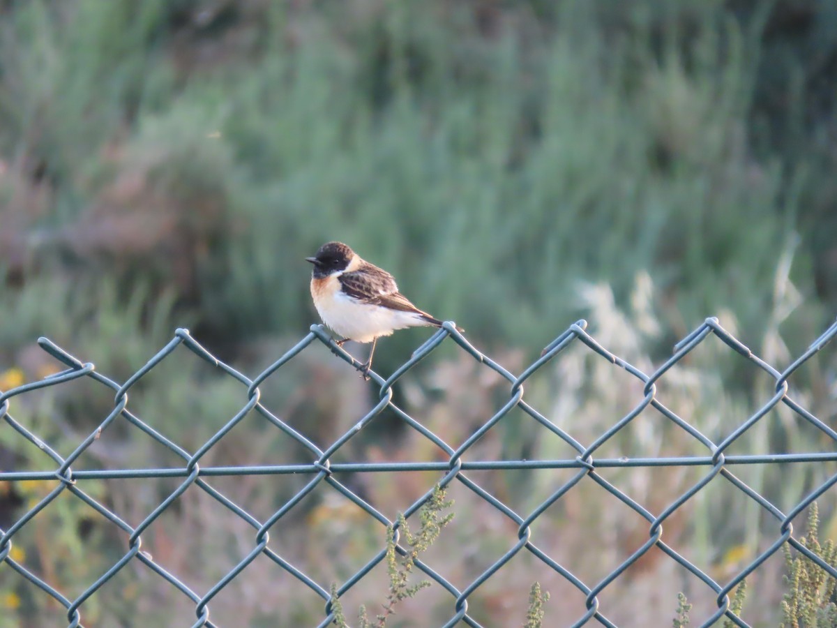 Siberian Stonechat (Caspian) - ML637087846