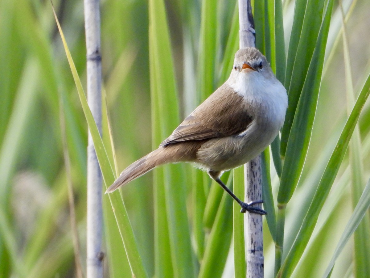 Lesser Swamp Warbler - ML637087856