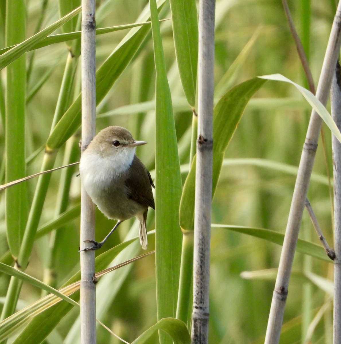 Lesser Swamp Warbler - ML637087858