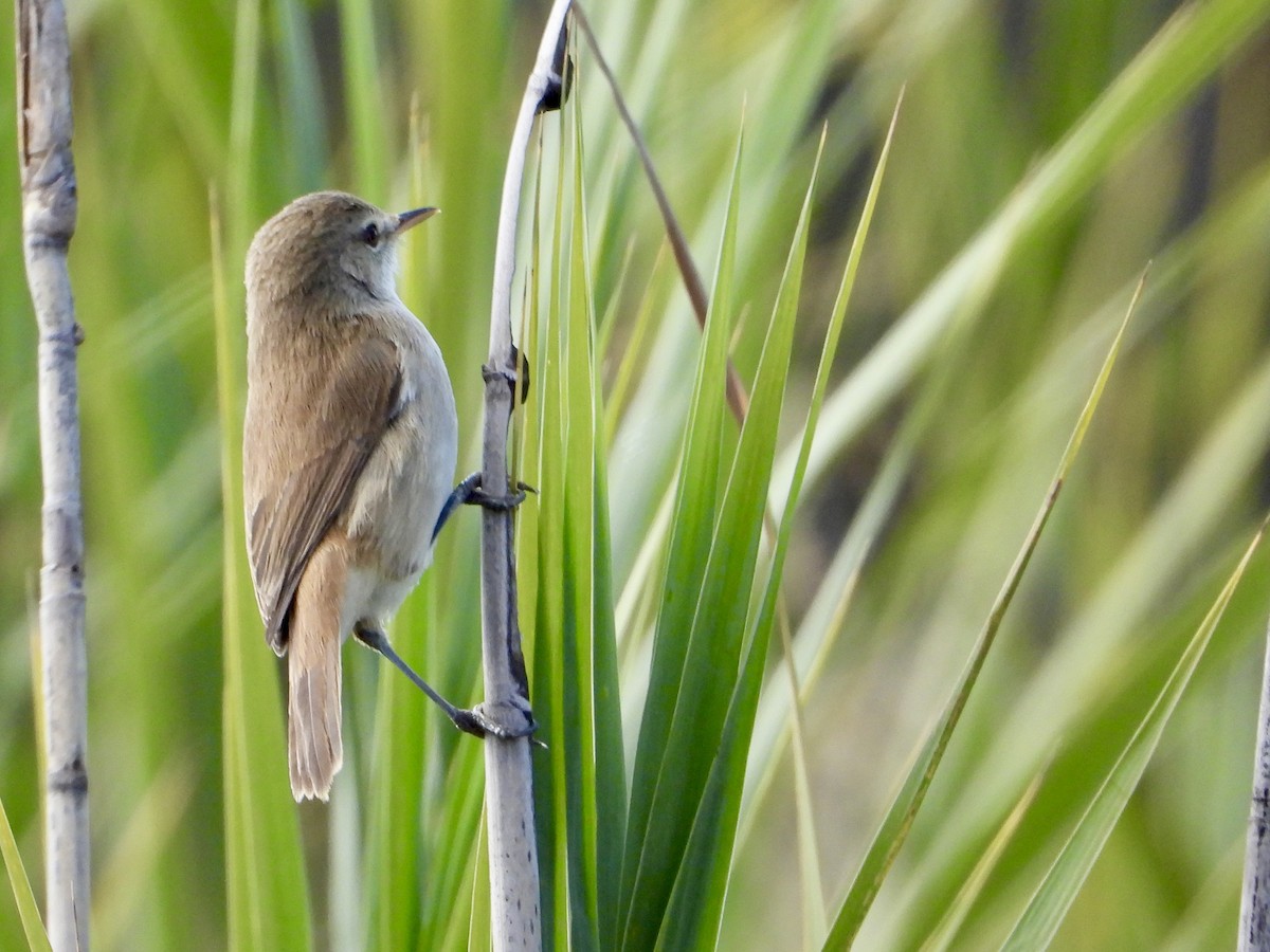 Lesser Swamp Warbler - ML637087859