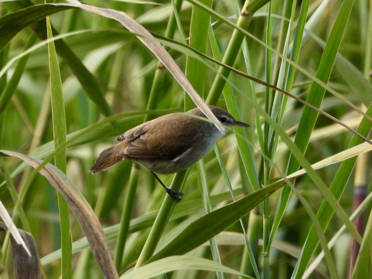 Lesser Swamp Warbler - ML637087861