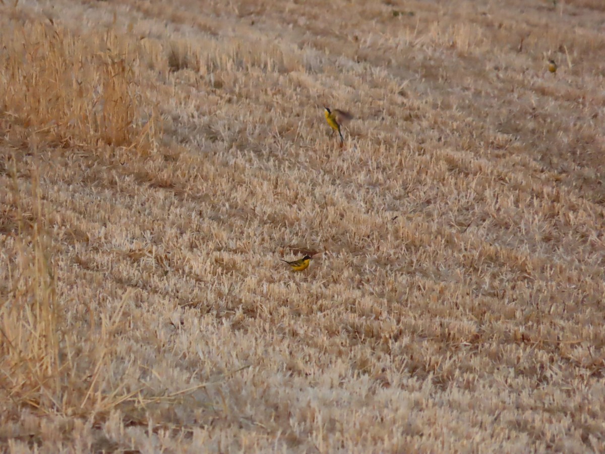 Western Yellow Wagtail (feldegg) - ML637087867