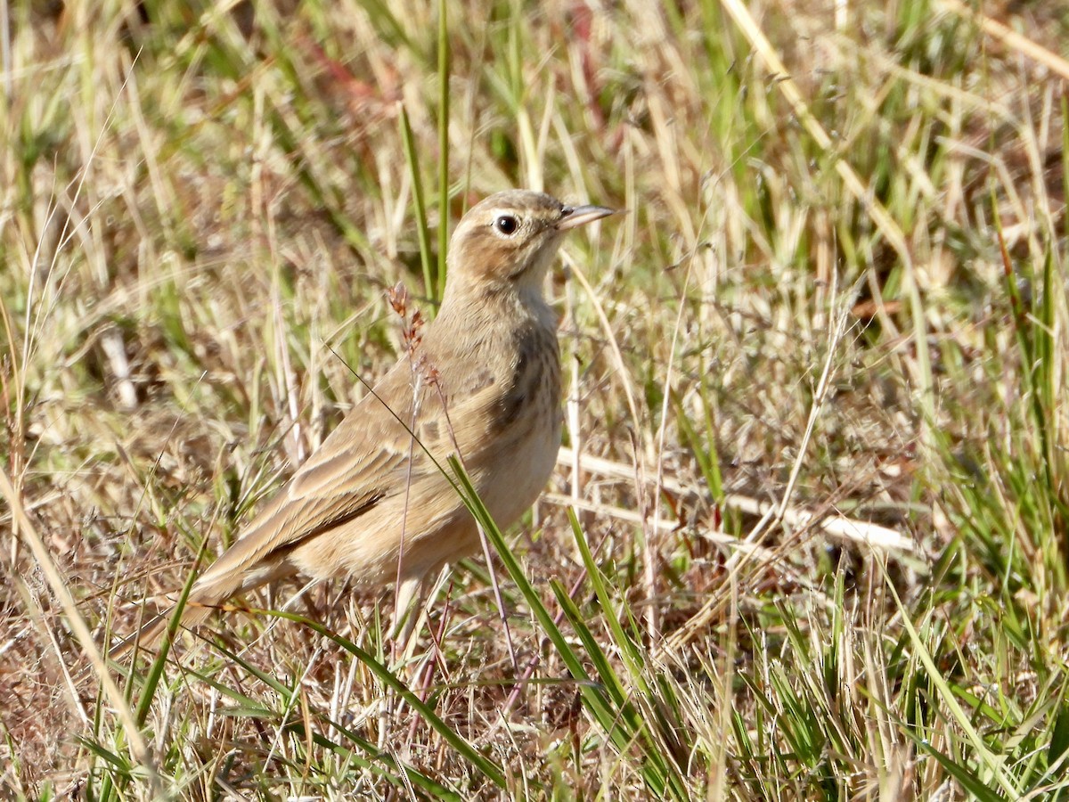 פפיון אפריקני - ML637087871