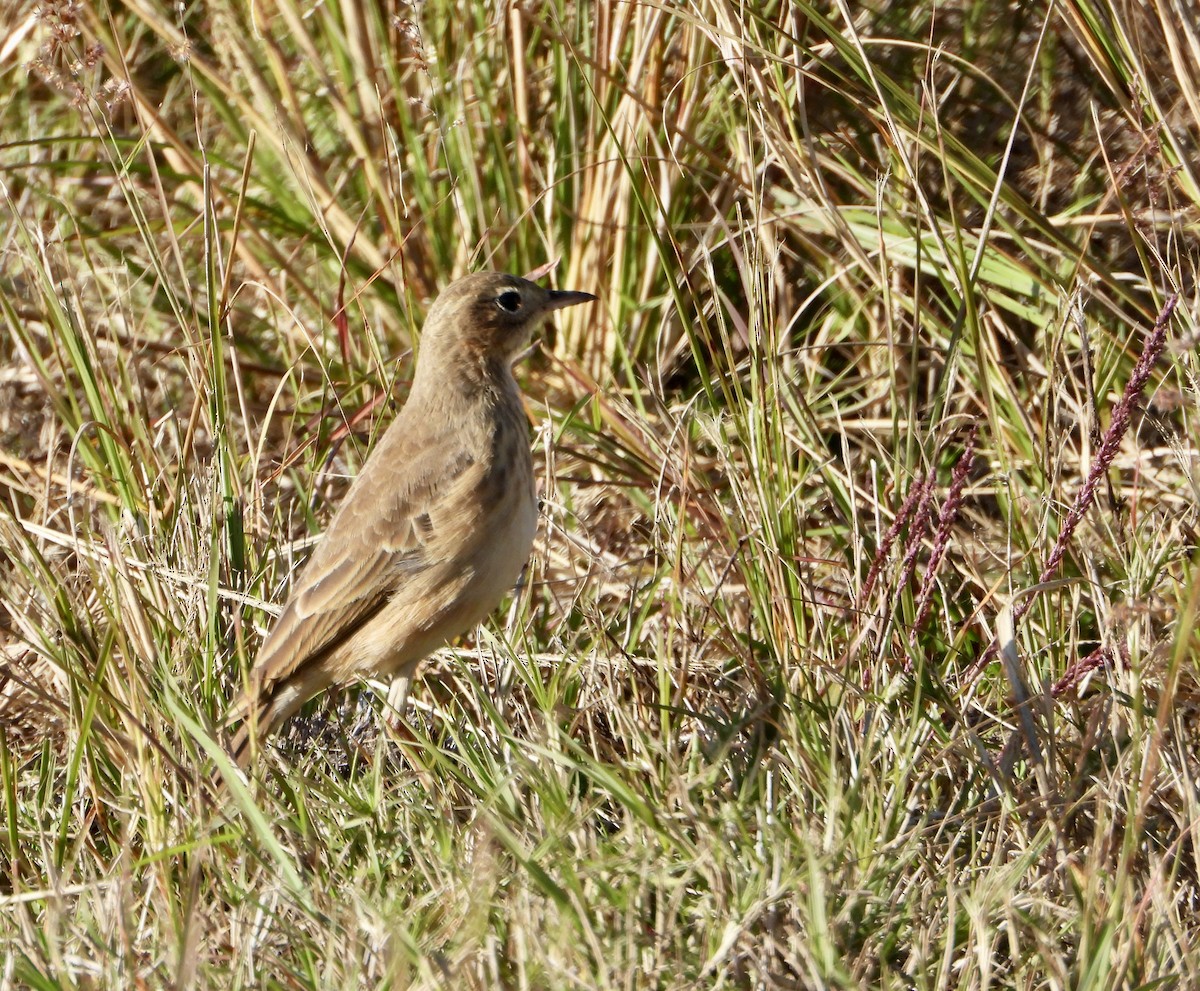 פפיון אפריקני - ML637087873