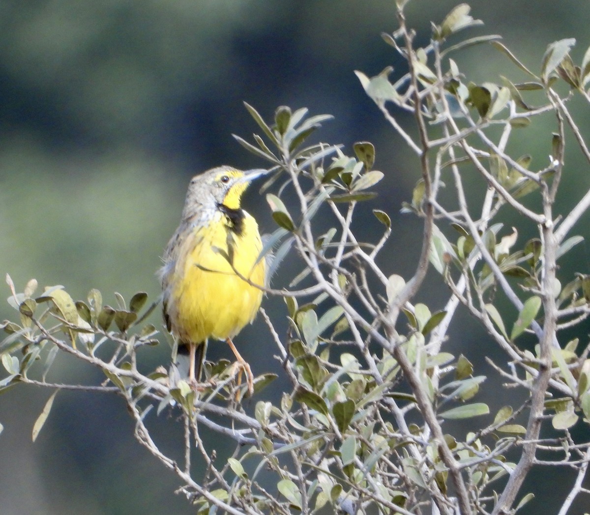 Yellow-throated Longclaw - ML637087885