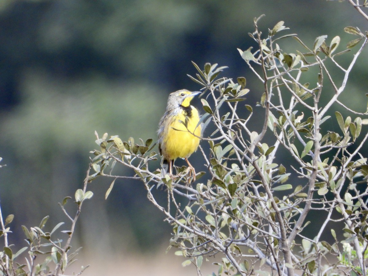 Yellow-throated Longclaw - ML637087886
