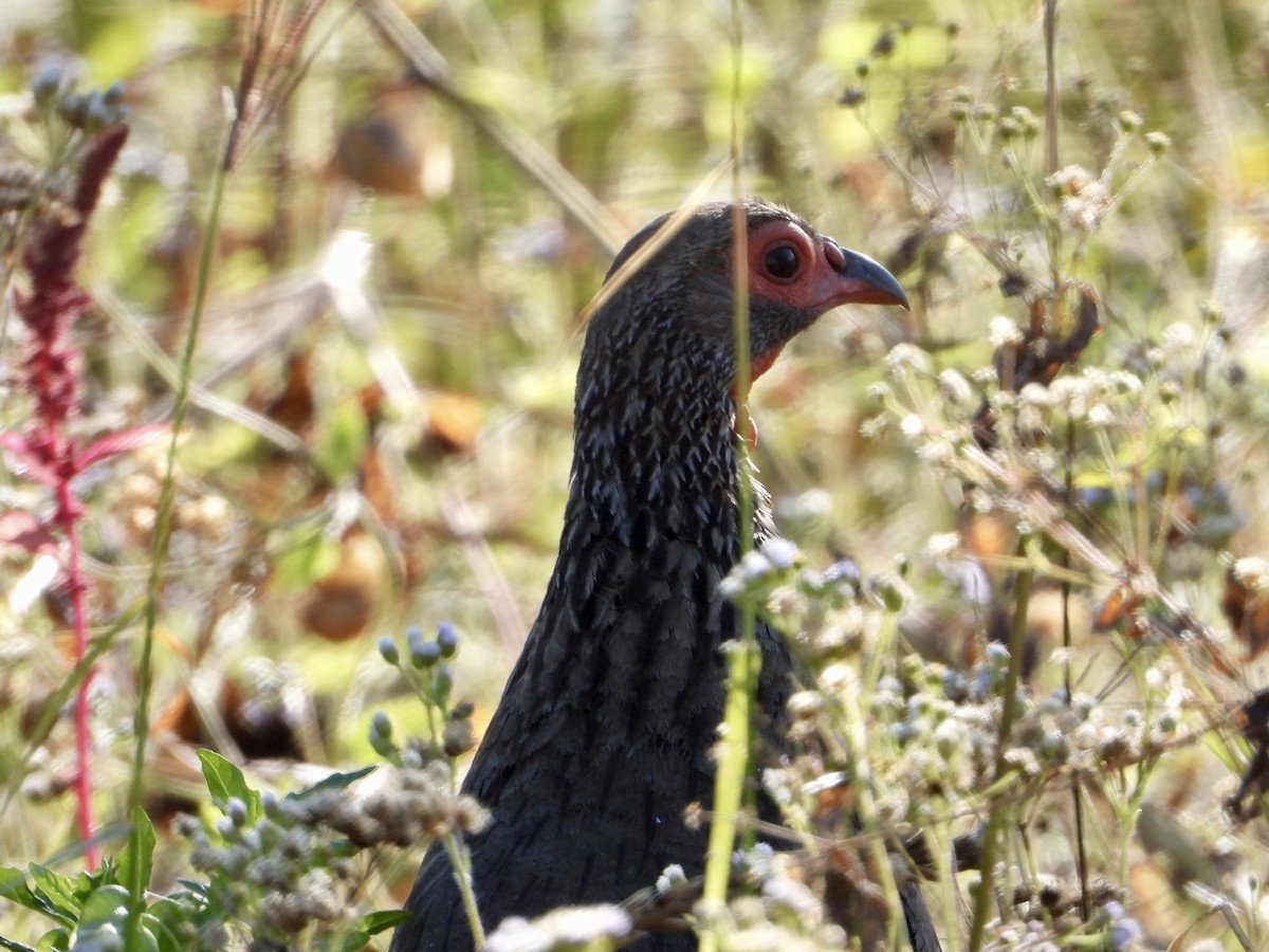 Swainson's Spurfowl - ML637087911