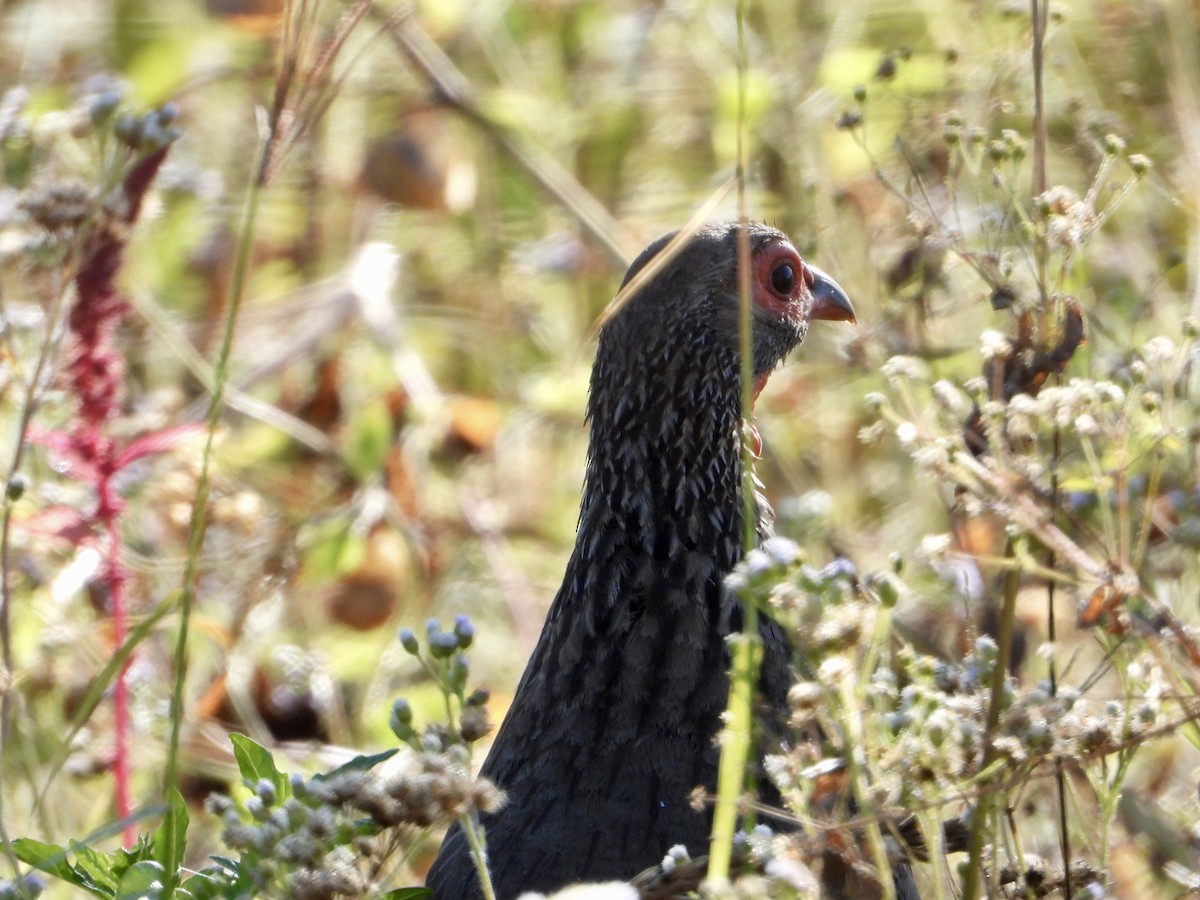 Swainson's Spurfowl - ML637087912