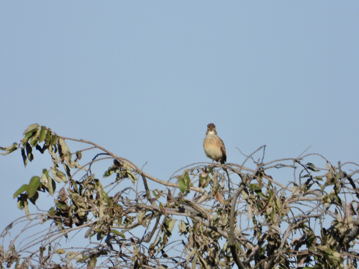 Rufous-naped Lark - ML637087920