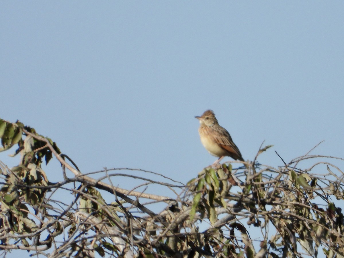 Rufous-naped Lark - ML637087921