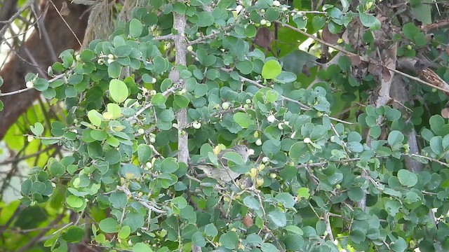 Pale-billed Flowerpecker - ML637088035