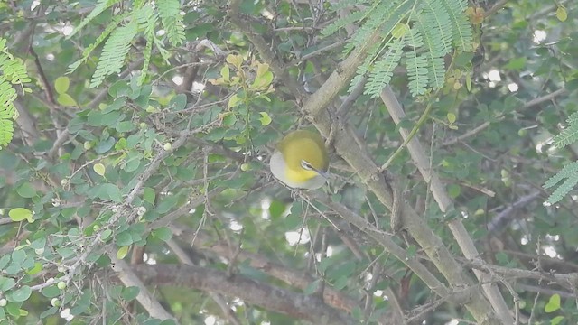 Indian White-eye - ML637088050