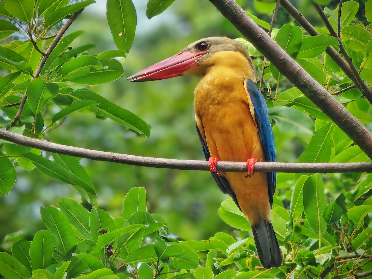 Stork-billed Kingfisher - ML637088102