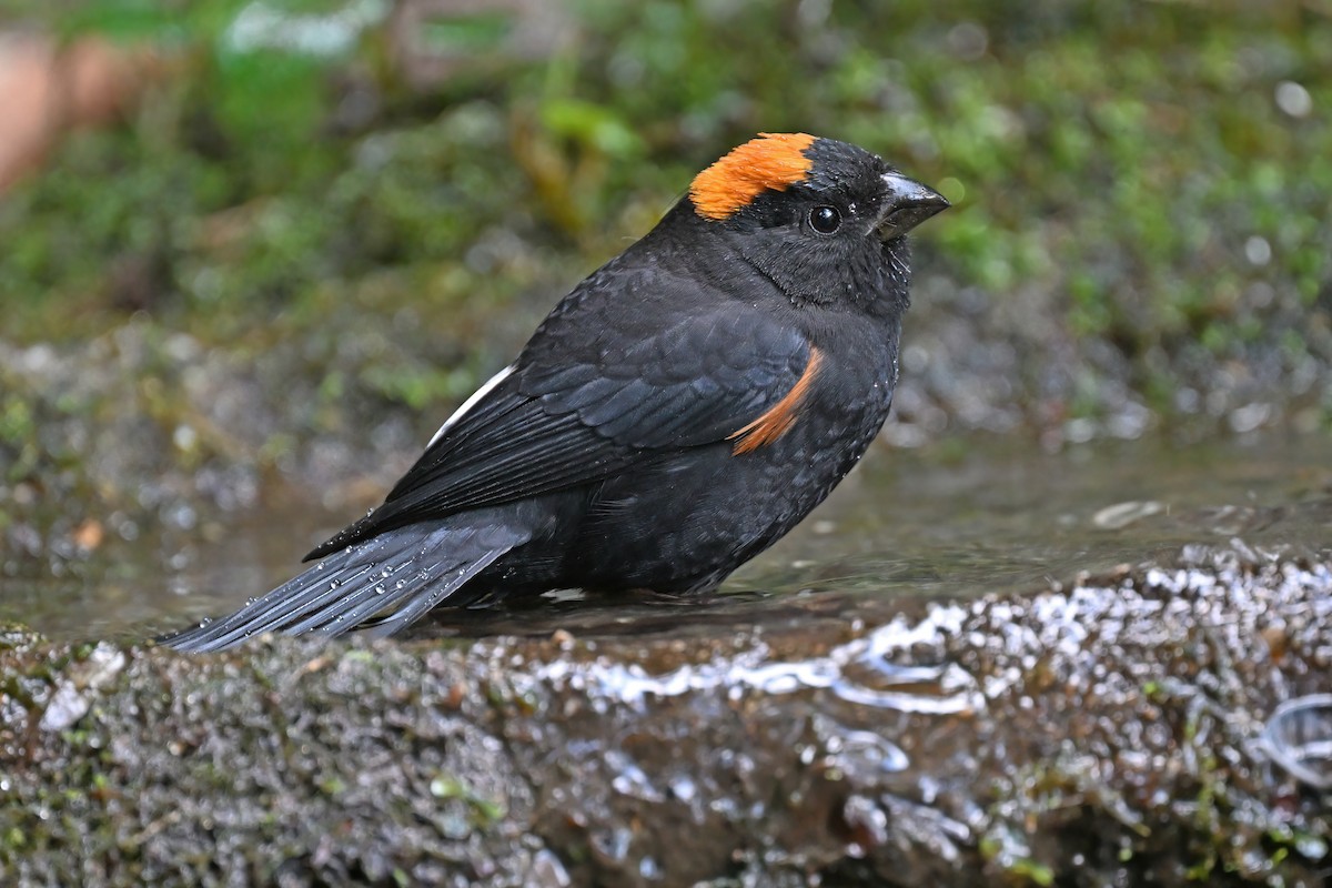 Gold-naped Finch - ML637088107