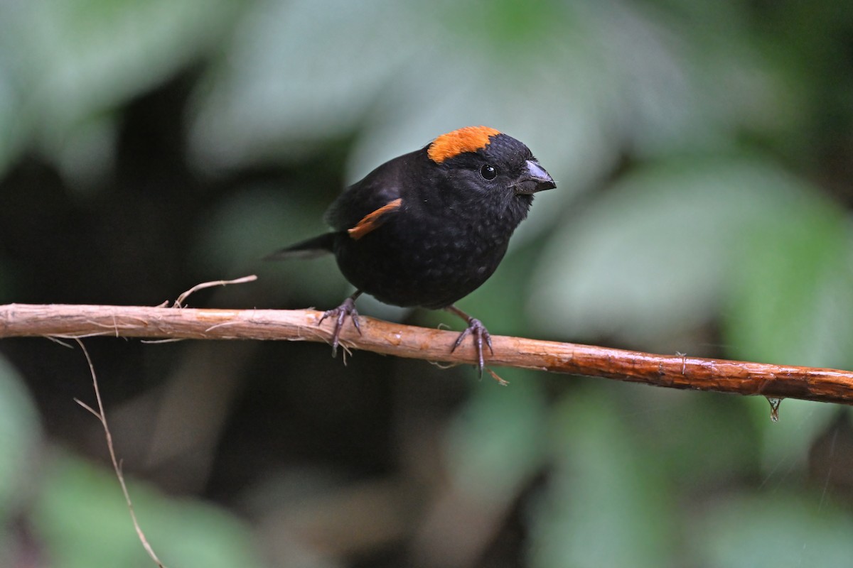 Gold-naped Finch - ML637088109