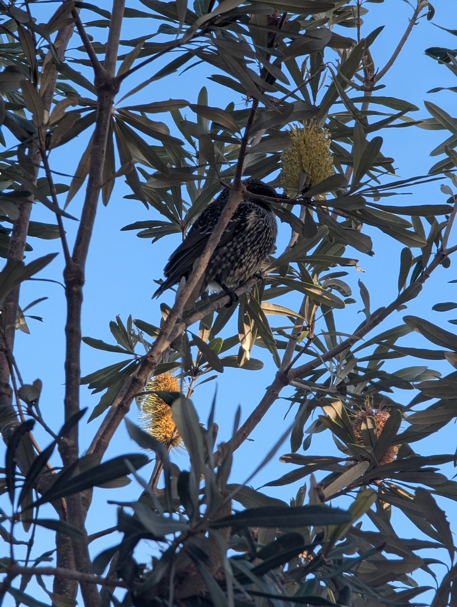 Little Wattlebird - ML637088246