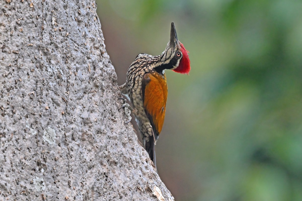 Greater Flameback - ML637088258