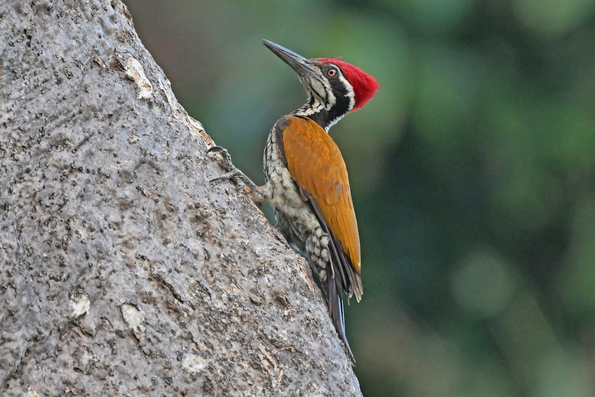 Greater Flameback - ML637088259