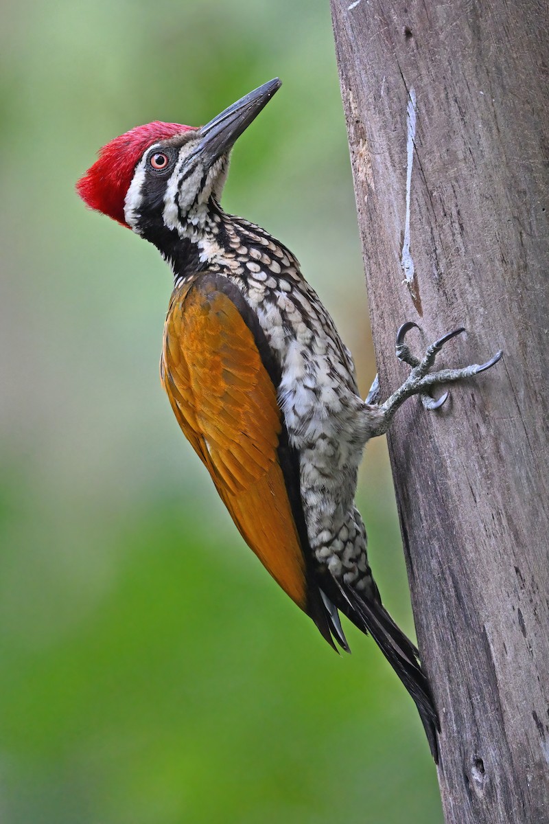 Greater Flameback - ML637088284