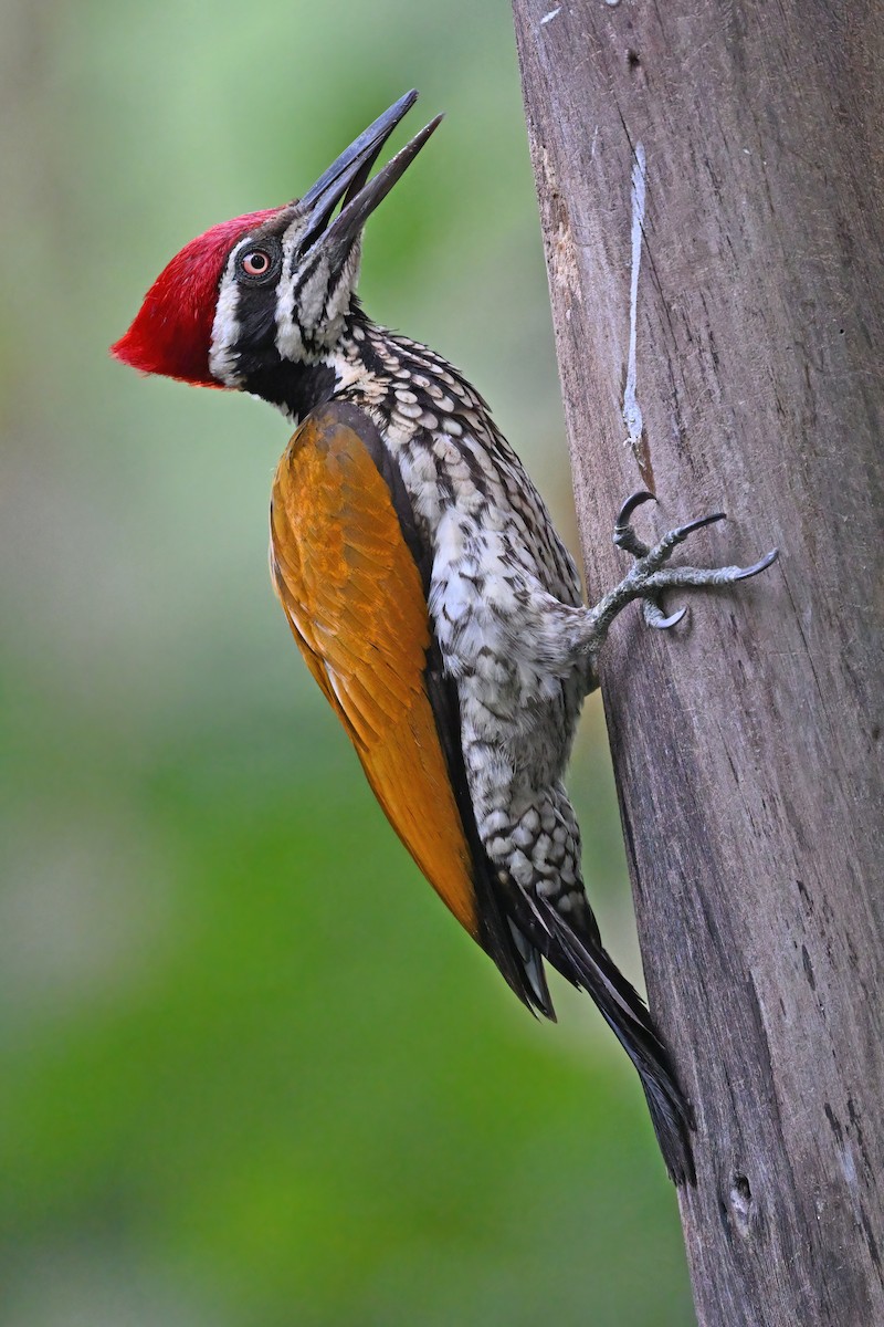 Greater Flameback - ML637088286