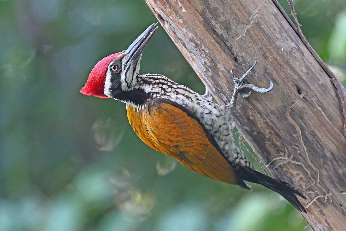 Greater Flameback - ML637088287