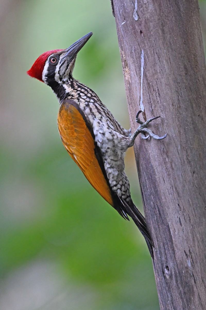 Greater Flameback - ML637088288