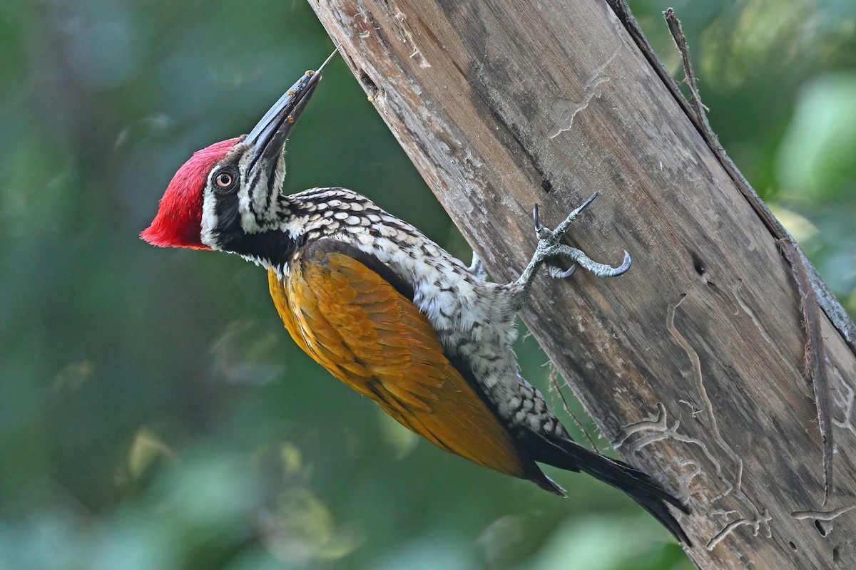 Greater Flameback - ML637088289