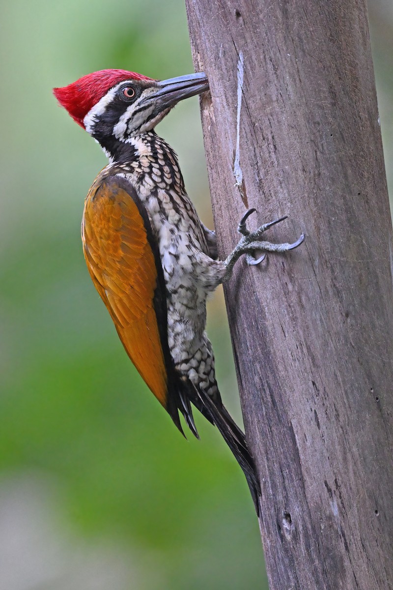 Greater Flameback - ML637088290