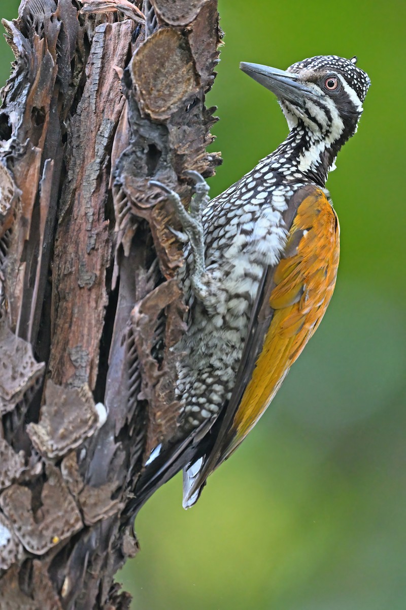 Greater Flameback - ML637088294