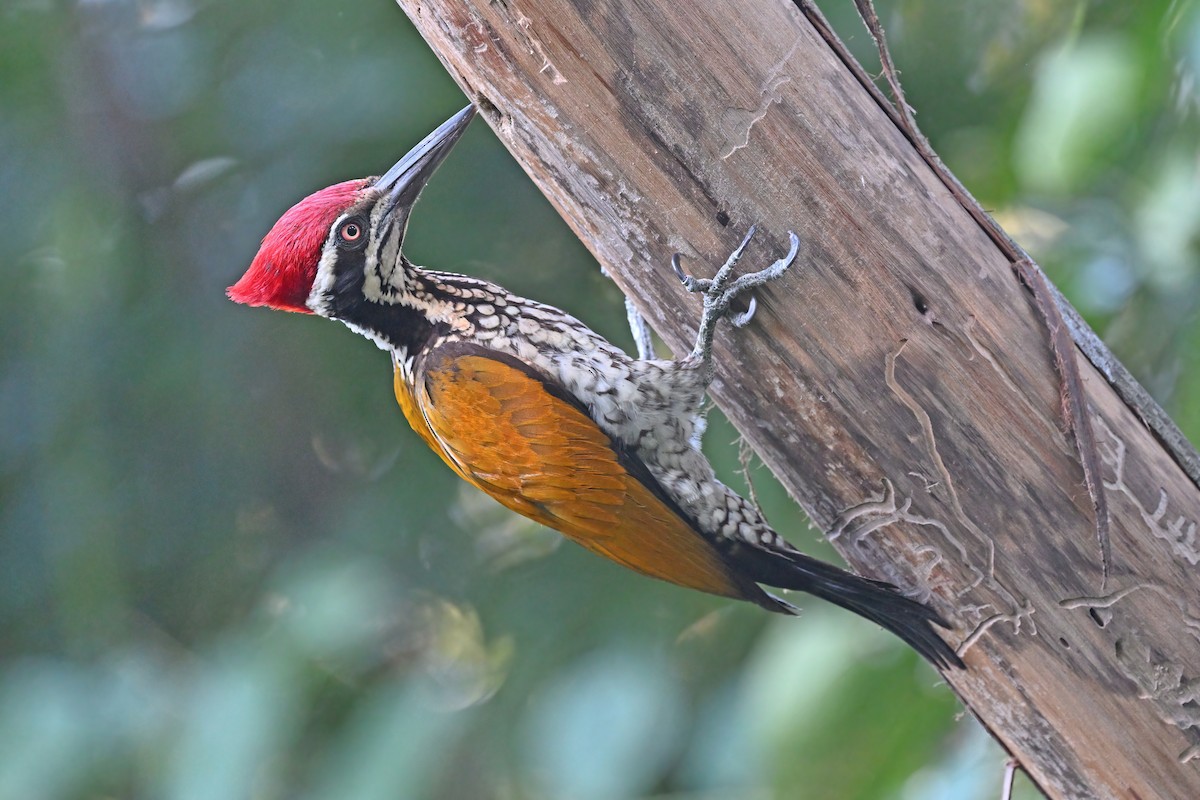 Greater Flameback - ML637088295