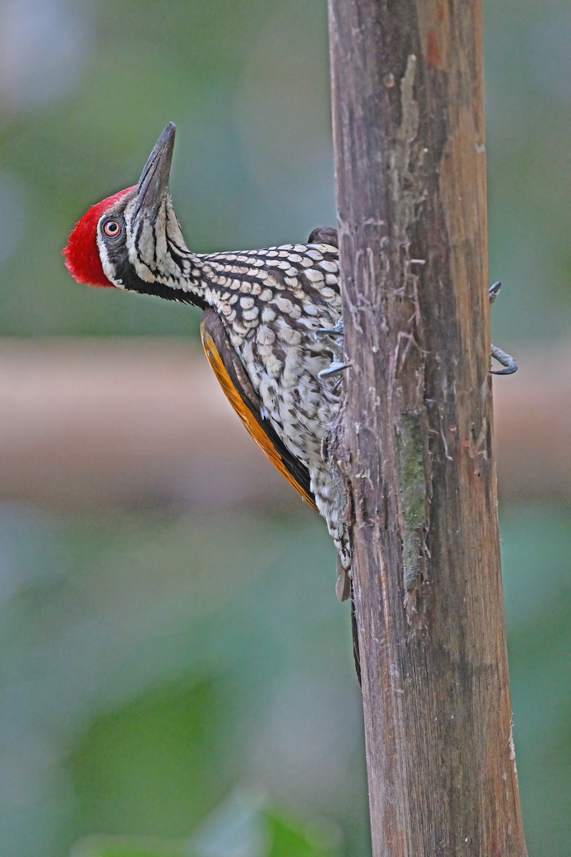 Greater Flameback - ML637088298
