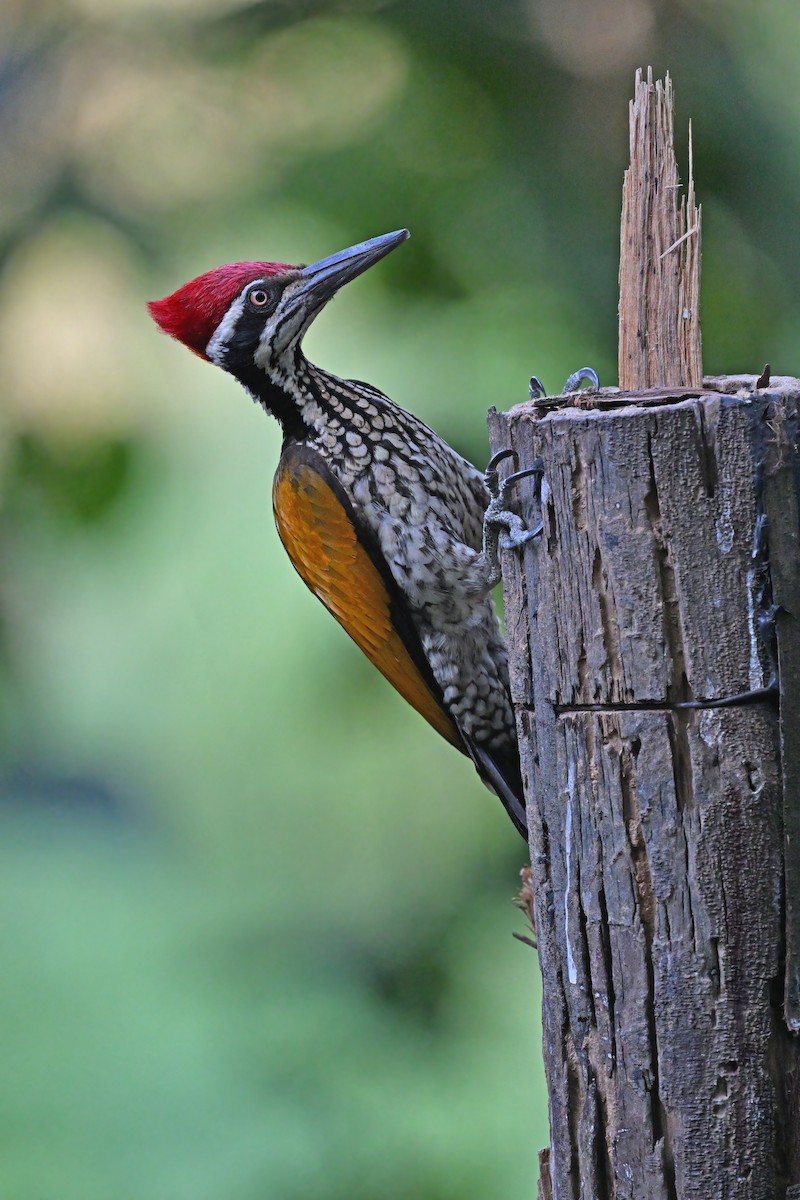 Greater Flameback - ML637088299
