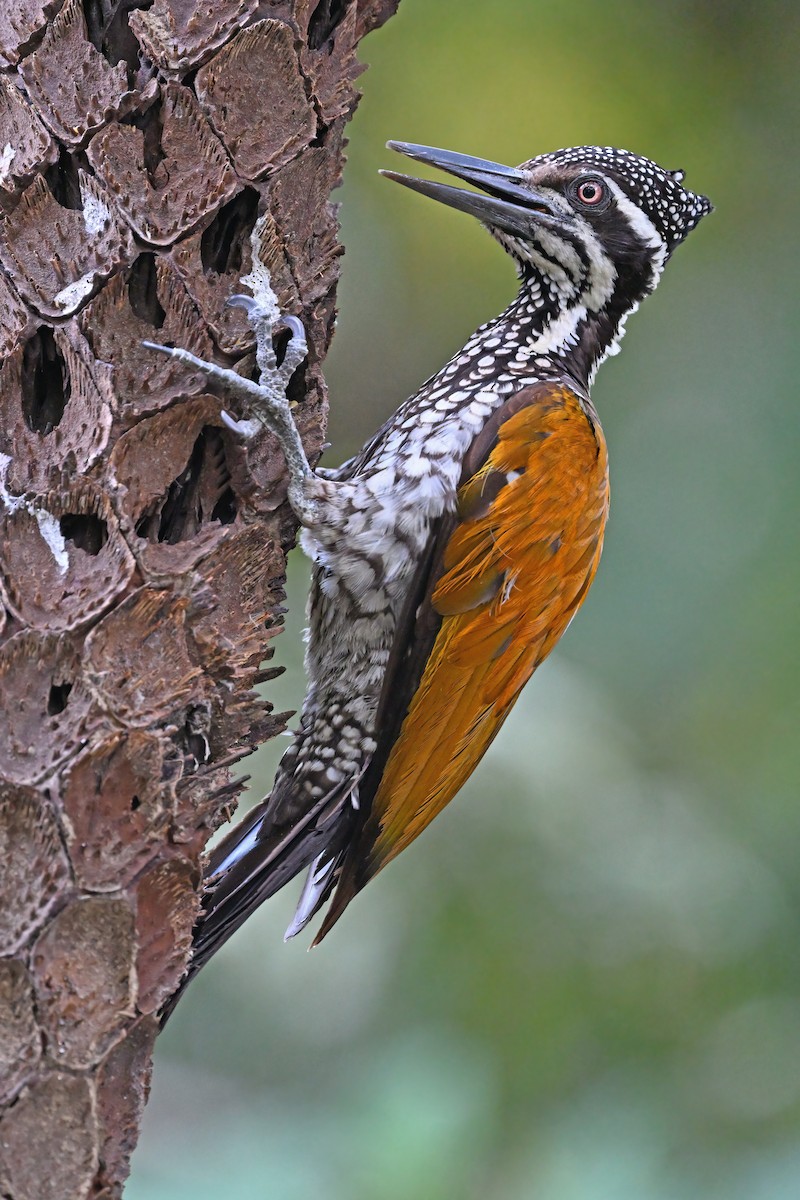 Greater Flameback - ML637088300