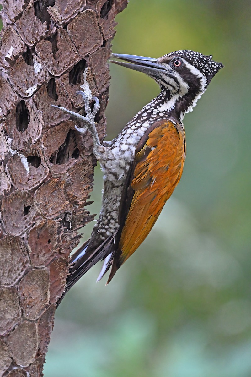 Greater Flameback - ML637088301