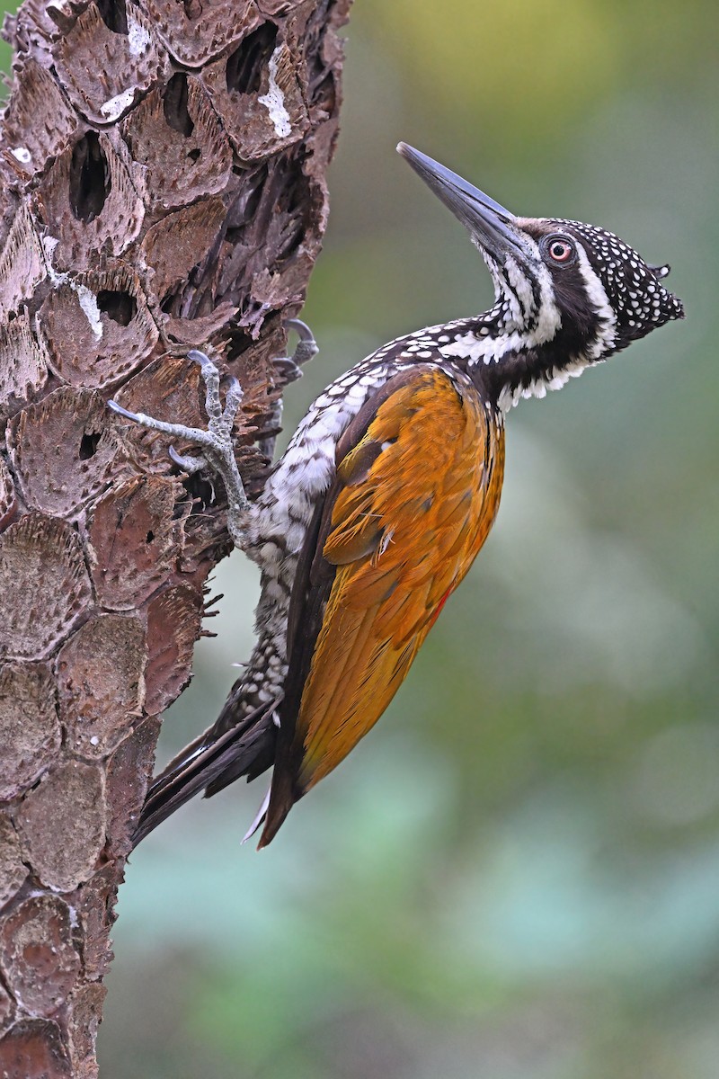 Greater Flameback - ML637088302