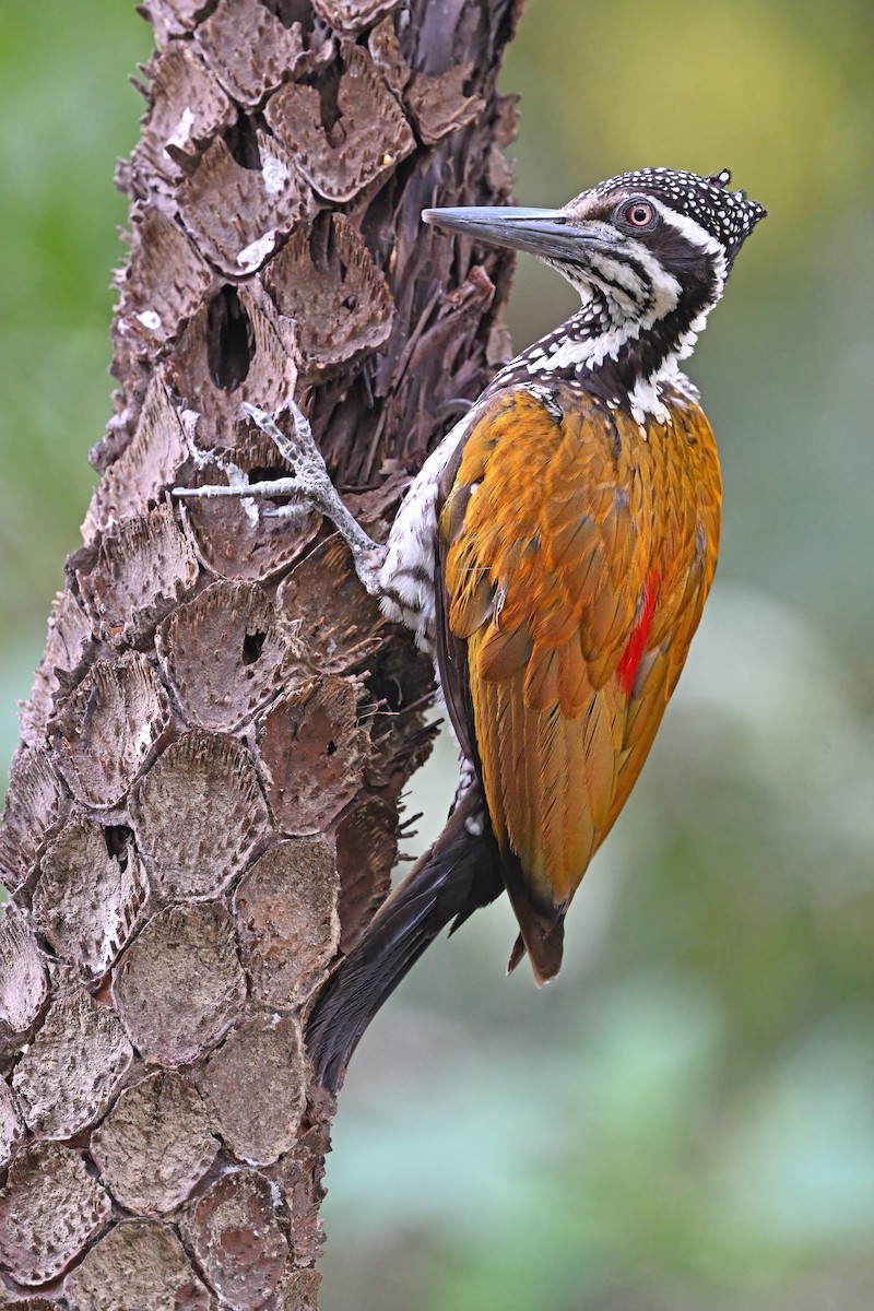 Greater Flameback - ML637088303