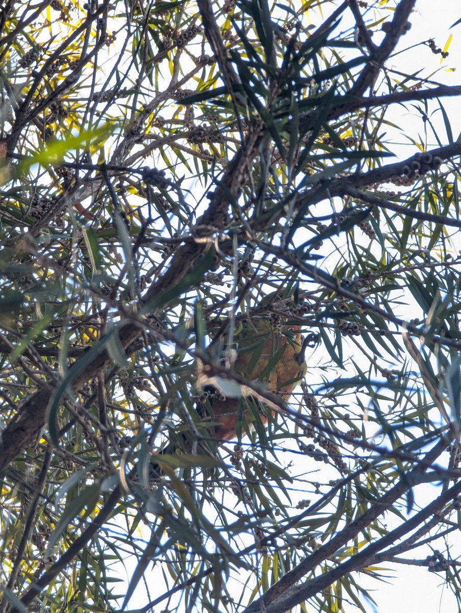 Green x Eastern Rosella (hybrid) - ML637088307