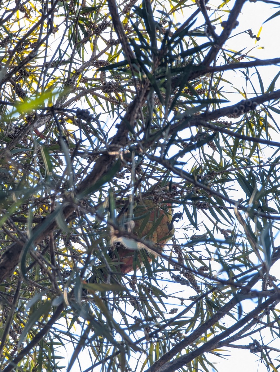 Green x Eastern Rosella (hybrid) - ML637088308