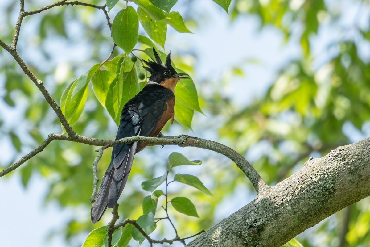 Chestnut-winged Cuckoo - ML637088352