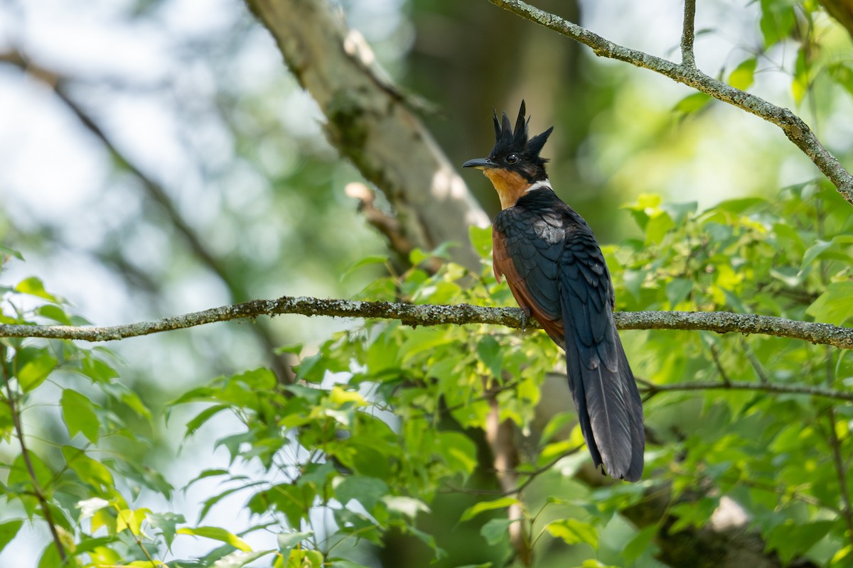 Chestnut-winged Cuckoo - ML637088353