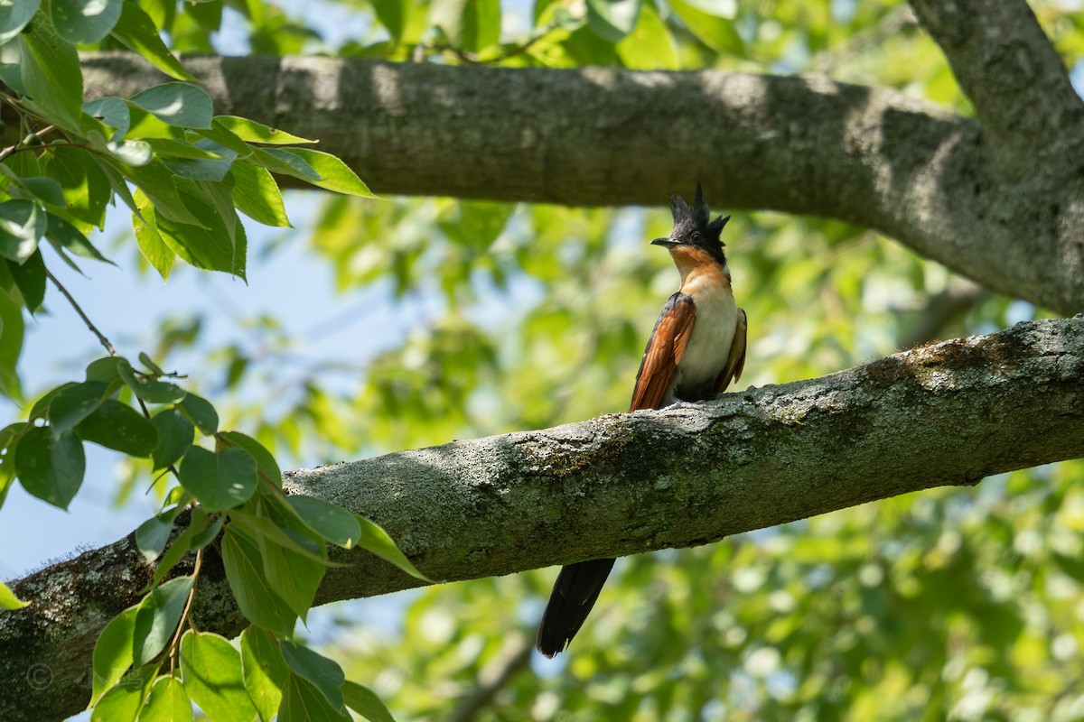 Chestnut-winged Cuckoo - ML637088354