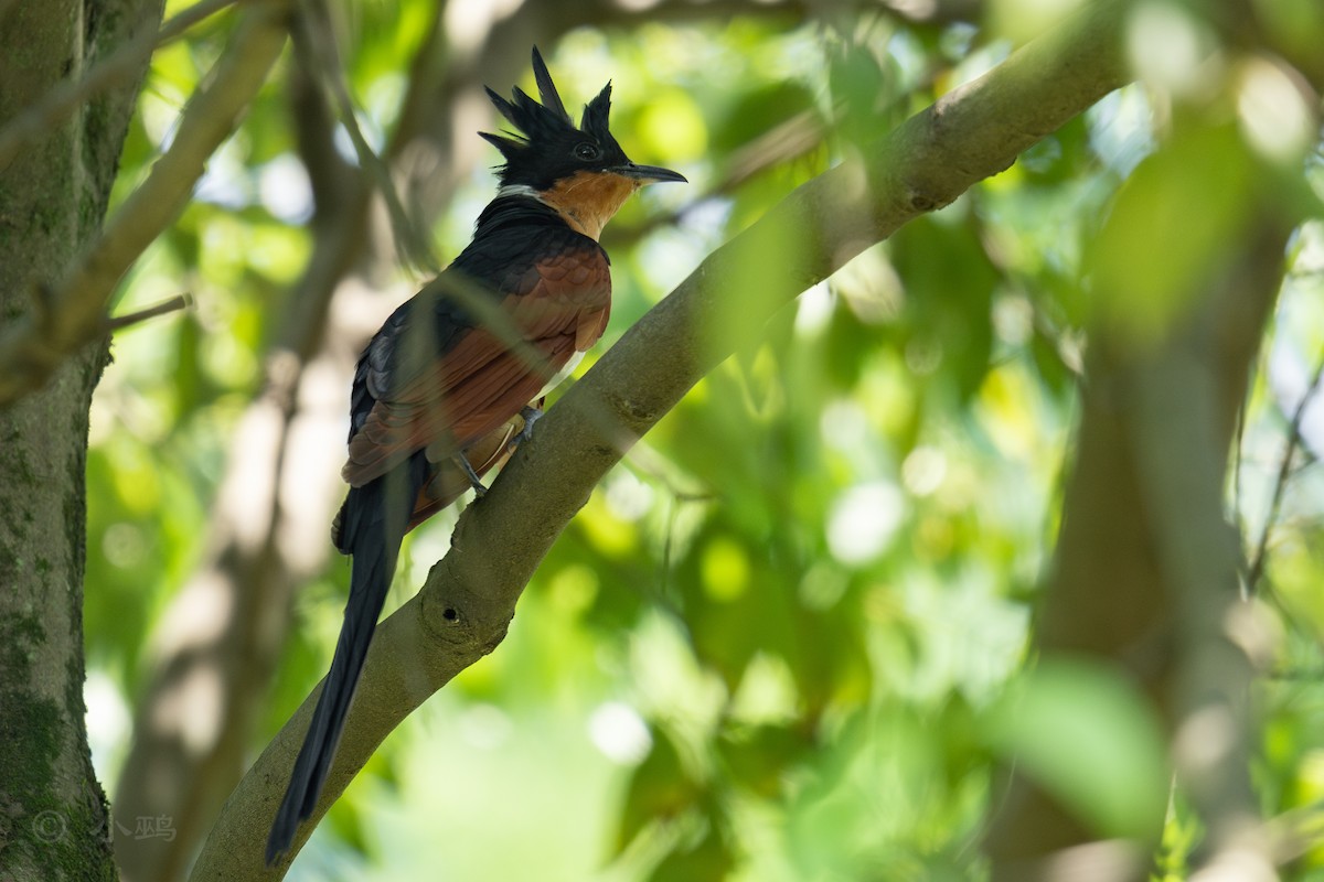 Chestnut-winged Cuckoo - ML637088355
